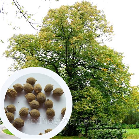Купить Липа европейская семена (10 шт) (Tilia europaea) обыкновенная ...