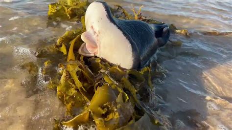 Image result for Alien Beach