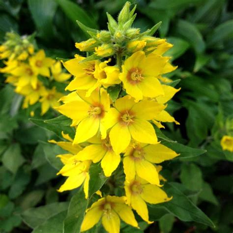 15 Types of Yellow Flowers - Names, Pictures & Care Info