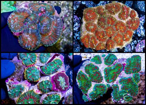 Indonesian Colonies | Wholesale Coral | Eye Catching Coral
