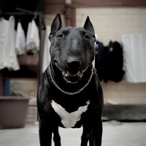 Black siempre Black CASA CANCERBERO ... | Black bull terrier, Bull ...
