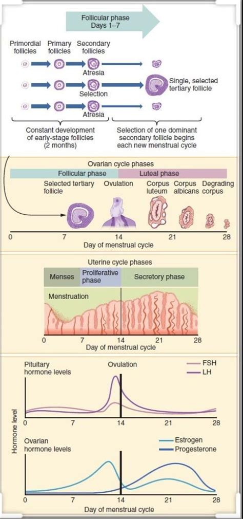 Explain menstuation cycle in female - Brainly.in