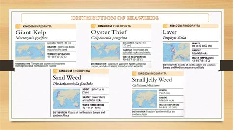 Classification of seaweed | PPTX - species of kelp