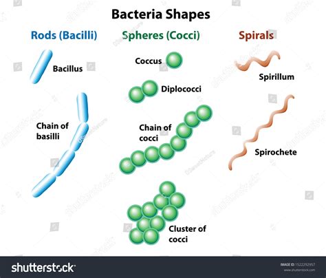 Rod Shaped Bacteria Diagram