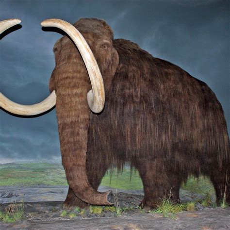 Endemic Mammoth Memory Definition Remember Meaning