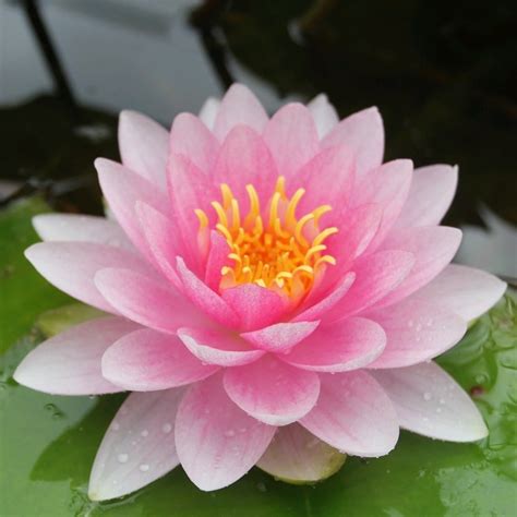 Buy water lily (syn. Nymphaea Darwin ) Nymphaea 'Hollandia': Delivery ...