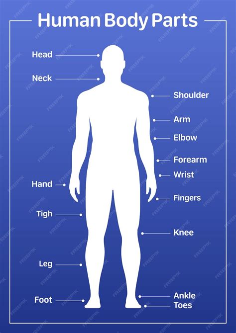 Diagrama médico de partes del cuerpo humano con un cartel vectorial de ...