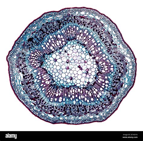 cross section cut under the microscope – microscopic view of plant ...