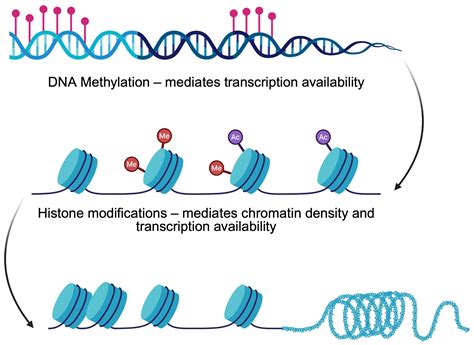 Epigenetics Plays a Role in the Pathogenesis and Treatment of Diabetes
