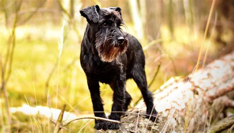 9 Best Dog Breeds With Beards