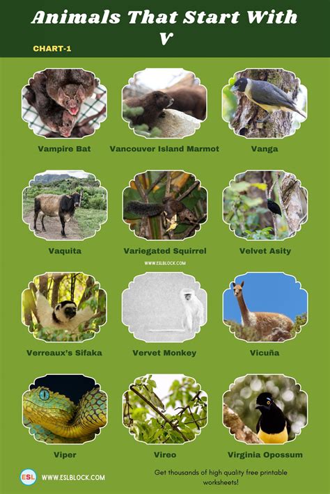 Animals that start with v – Artofit