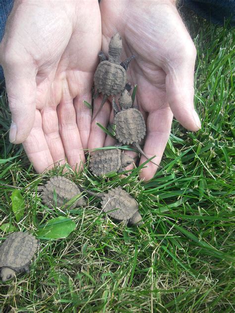 Image result for Snapping Turtle Food