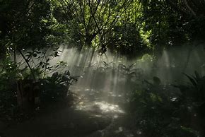 热带雨林 的图像结果