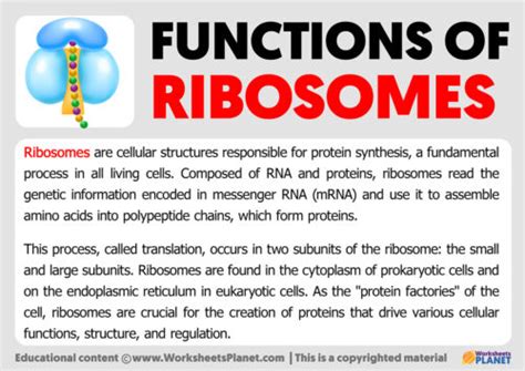 Image result for Ribosomes Function Simple