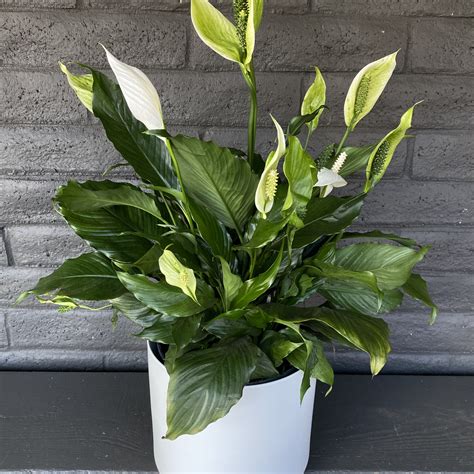 Best Pots For Peace Lily at Arnetta Parker blog