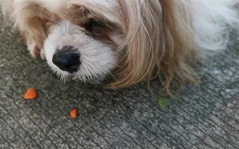 Animal Medicine 的图像结果