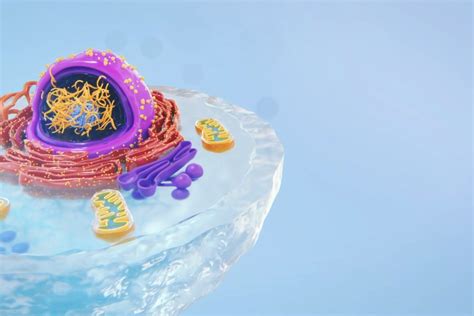 Image result for RNA Processing Animation