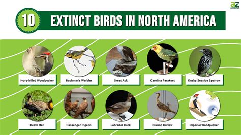 Extinction Of Birds
