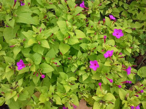 How to Grow: Four O Clocks- grow four o clocks- garden with four-o-clocks