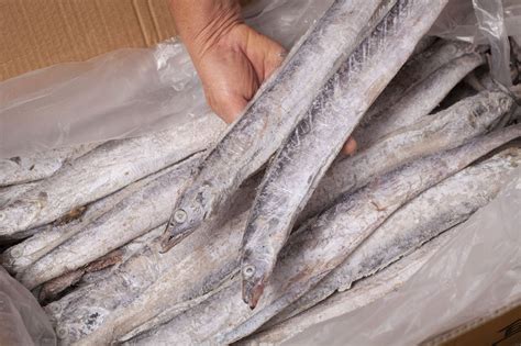 【冷冻带鱼】小眼海鲜水产冷冻带鱼无冰衣17斤整箱批发-阿里巴巴