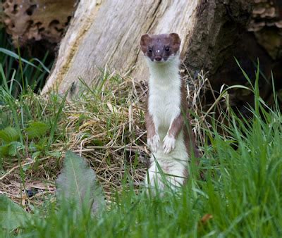 Wright's Wanderings: Hunting Stoat, Rutland
