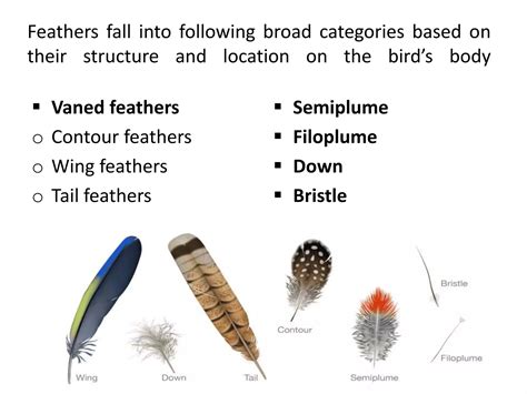 Types of Feathers.pptx