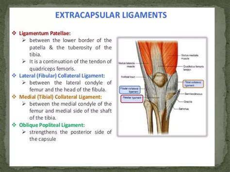 Anatomy and imaging of knee joint | PPTX