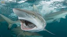 Shark Photo by Top 10 Most Dangerous Sharks In The World Shark Photo