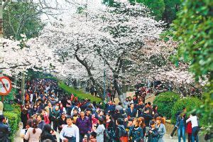 今年武汉大学的樱花，注定是到不了的诗和远方_腾讯新闻