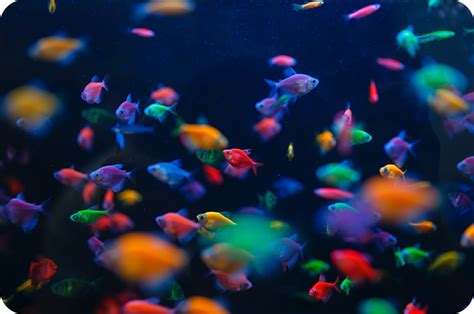 Image result for How Do Fish Reproduce Video