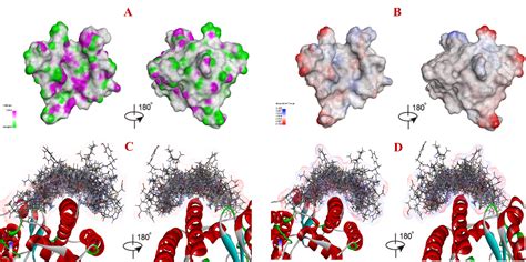 新冠病毒S蛋白结构 - 知乎