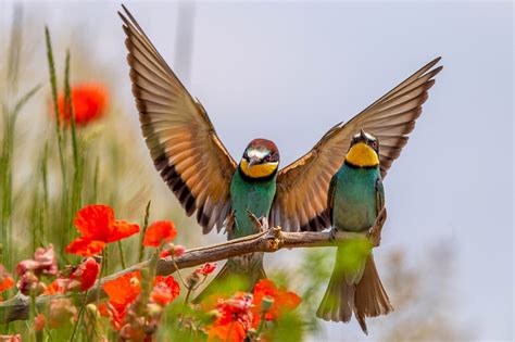 European bee-eater, Birds, Branches, HD Wallpaper | Rare Gallery