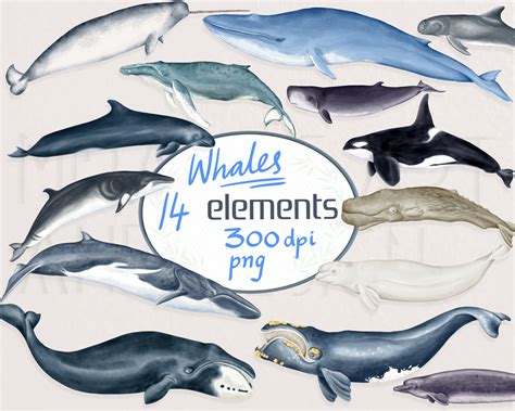 Whales Clipart Watercolor whales clip art Nautical Ocean | Etsy