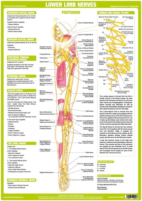 Nerve Distribution Lower Extremity