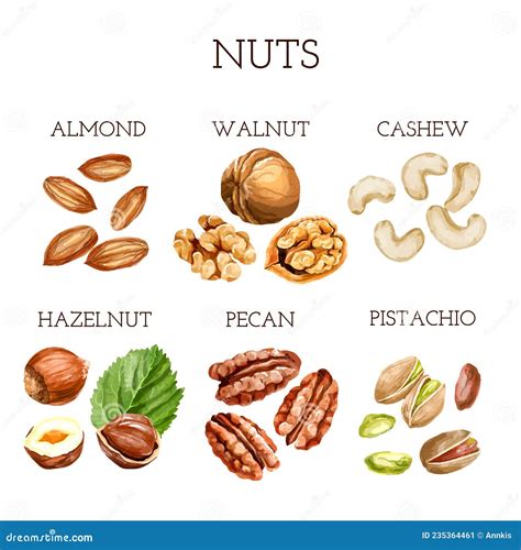 Watercolor Nut Collection. Different Types of Nuts with Names Stock Illustration - Illustration ...