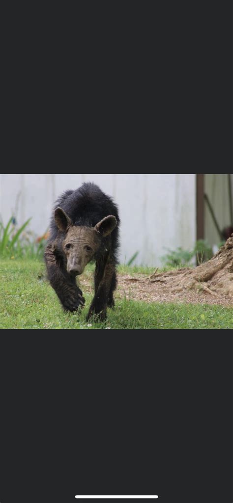 bear with mange : r/oddlyterrifying
