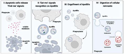 Advances in the Therapeutic Effects of Apoptotic Bodies on Systemic ...