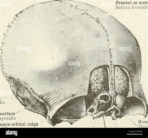 Sutura temporal hi-res stock photography and images - Alamy