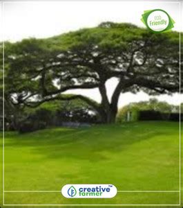 creative farmer Microsphaeropsis Pittospori Flowering Tree Seeds ...