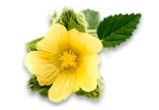 Himalaya Stress Relief Massage Oil - Relieves stress, Relaxes body ...