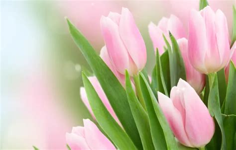 Wallpaper leaves, glare, background, tulips, pink, buds, bokeh, closeup ...