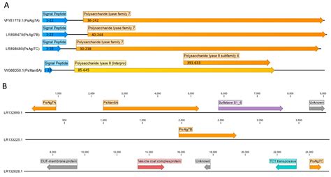 Specificities and Synergistic Actions of Novel PL8 and PL7 Alginate ...