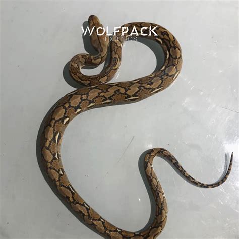 Reticulated Python Power 的图像结果