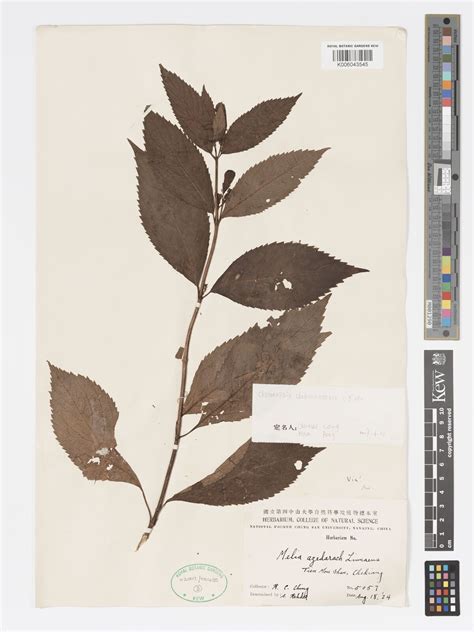 Chelonopsis Miq. | Plants of the World Online | Kew Science