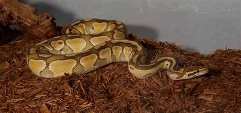 Ball Python Incubation 的图像结果