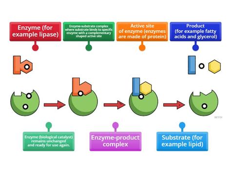 Enzyme Activity Process 的图像结果