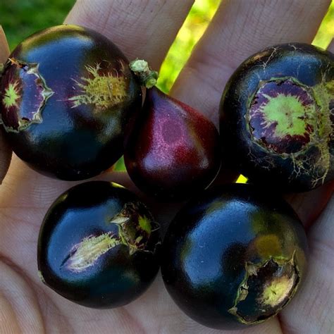 Hybrid Jaboticaba - Plinia coronata "Restinga" Fruit Plant – M-Tech Gardens