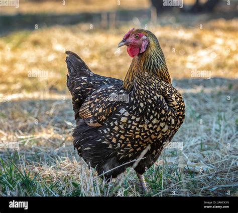 Adult female Golden Laced Wyandotte hen chicken Stock Photo - Alamy
