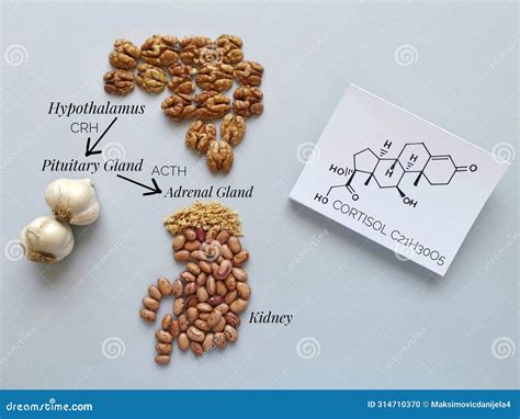 Stress Response System. Cortisol Reducing Foods. Foods To Decrease ...
