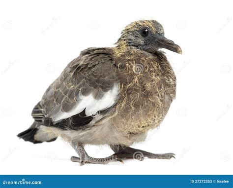 Young Common Wood Pigeon, Columba Palumbus Stock Image - Image of background, camera: 27272353